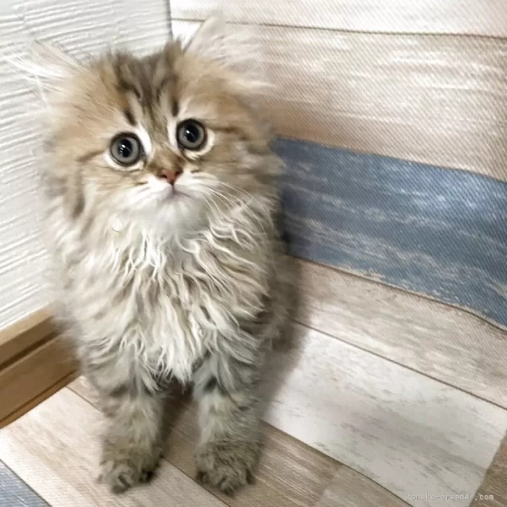 ミヌエット(長足)【愛知県・女の子・2025年7月16日・ブラウンタビーホワイト】の写真1