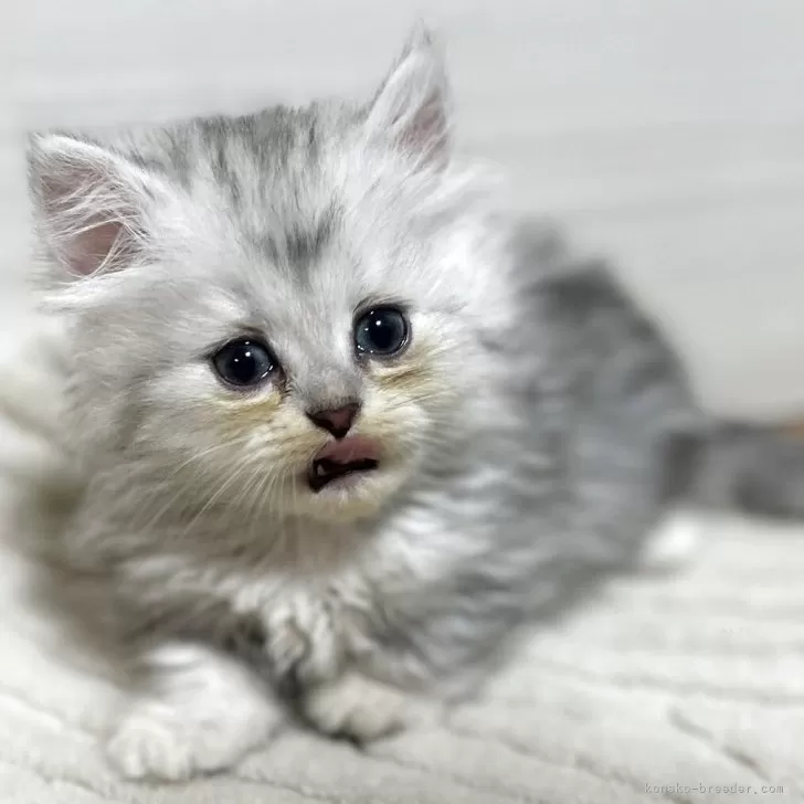 ID:2507-00130の子猫