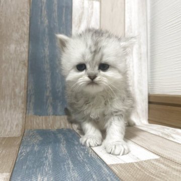 ミヌエット(長足)【愛知県・男の子・2025年10月27日・チンチラシルバー（ロング）】の写真「慣れていて甘えん坊」