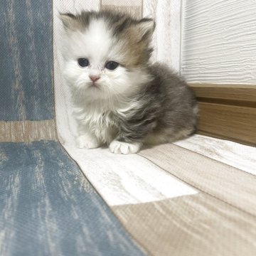 ミヌエット(短足)【愛知県・男の子・2025年10月27日・ブラウンタビーホワイト（ロング）】の写真「ハチワレ極短足ちゃんでよちよち歩き可愛いです」