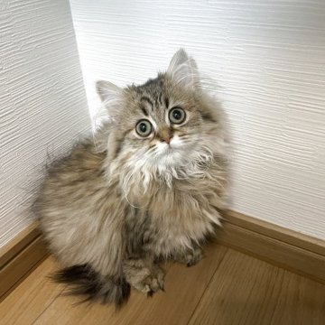 ミヌエット(長足)【愛知県・女の子・2025年7月16日・ブラウンタビーホワイト（ロング）】の写真「優しく可愛い女の子」