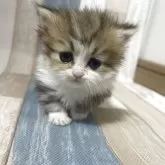 ミヌエット(短足)