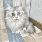 ミヌエット(短足)【愛知県・男の子・2025年7月16日・シルバータビーホワイト】の写真2