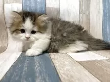 ミヌエット(短足)【愛知県・男の子・2025年5月30日・ブラウンタビーホワイト】の写真4