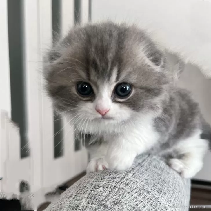 ID:2410-01427の子猫