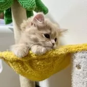 スコティッシュフォールド(立ち耳)【三重県・女の子・2025年9月27日・クリーム】の写真10