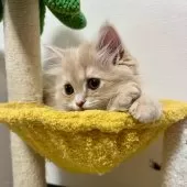 スコティッシュフォールド(立ち耳)【三重県・女の子・2025年9月27日・クリーム】の写真11