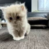 スコティッシュフォールド(立ち耳)【三重県・女の子・2025年9月27日・クリーム】の写真12