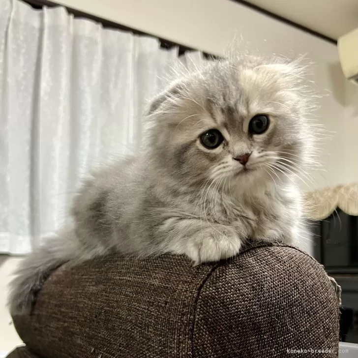 ID：2509-01165の子猫