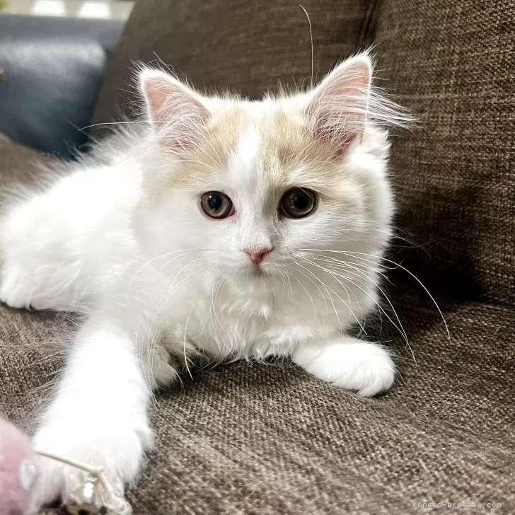 スコティッシュフォールド(立ち耳)【三重県・女の子・2025年9月27日・クリーム&amp;ホワイト】の写真1