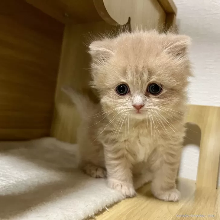 ID：2501-01721の子猫