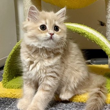 スコティッシュフォールド(立ち耳)【三重県・女の子・2025年9月27日・クリーム】の写真「超可愛い♩ まん丸お目々の女の子♪」