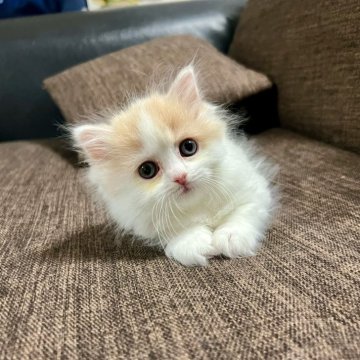 スコティッシュフォールド(立ち耳)【三重県・女の子・2025年9月27日・クリーム&ホワイト】の写真「超可愛い♩ まん丸お目々の女の子♪」