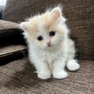 スコティッシュフォールド(立ち耳)【三重県・女の子・2025年9月27日・クリーム&ホワイト】の写真「超可愛い♩ まん丸お目々の女の子♪」