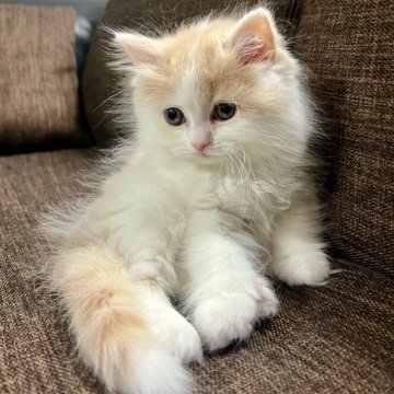 スコティッシュフォールド(立ち耳)【三重県・女の子・2025年9月27日・クリーム&ホワイト】の写真「超可愛い♩ まん丸お目々の女の子♪」