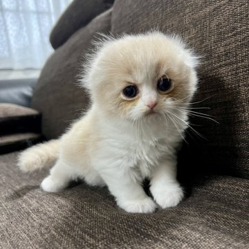 スコティッシュフォールド(折れ耳)【三重県・女の子・2025年9月27日・クリーム&ホワイト】の写真「超可愛い♩ まん丸お目々の女の子♪」