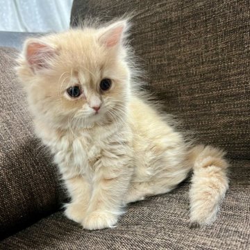 スコティッシュフォールド(立ち耳)【三重県・女の子・2025年9月27日・クリーム】の写真「超可愛い♩ まん丸お目々の女の子♪」