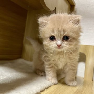 スコティッシュフォールド【三重県・男の子・2024年12月29日・クリーム】の写真「人気のクリーム系♪まん丸お目々の男の子♪」