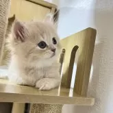 スコティッシュストレート