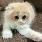 スコティッシュフォールド(折れ耳)