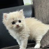 スコティッシュストレート