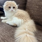 スコティッシュフォールド(折れ耳)