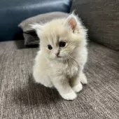 スコティッシュフォールド(立ち耳)【三重県・女の子・2025年9月27日・クリーム】の写真3