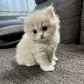 スコティッシュフォールド(立ち耳)【三重県・女の子・2025年9月27日・クリーム】の写真4