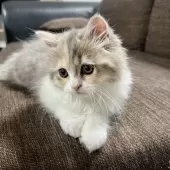 スコティッシュフォールド(立ち耳)【三重県・女の子・2025年8月16日・ブルーパッチドタビー&ホワイト】の写真3