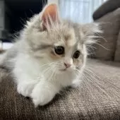 スコティッシュフォールド(立ち耳)【三重県・女の子・2025年8月16日・ブルーパッチドタビー&ホワイト】の写真4