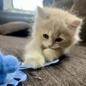 スコティッシュフォールド(立ち耳)【三重県・男の子・2025年8月16日・クリーム】の写真6