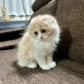 スコティッシュフォールド(折れ耳)【三重県・女の子・2025年9月27日・クリーム&ホワイト】の写真9