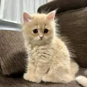 スコティッシュフォールド(立ち耳)【三重県・女の子・2025年9月27日・クリーム】の写真5
