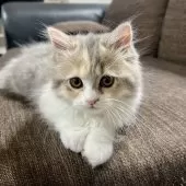 スコティッシュフォールド(立ち耳)【三重県・女の子・2025年8月16日・ブルーパッチドタビー&ホワイト】の写真5