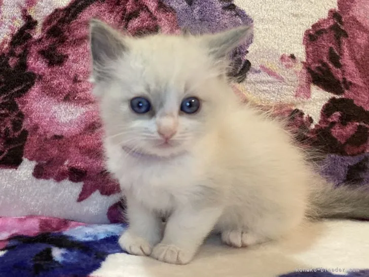 M.K 様のお迎えした子猫