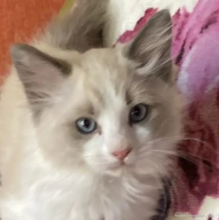 K.S 様のお迎えした子猫