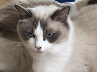 ラグドール【・女の子・2020年5月20日・ブルーポイントバイカラー】「マイペースなママ猫」