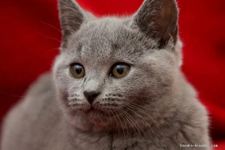 ID:2010-01355の子猫