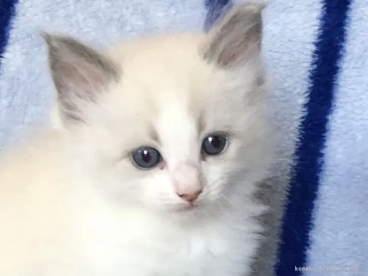ID:2107-02228の子猫
