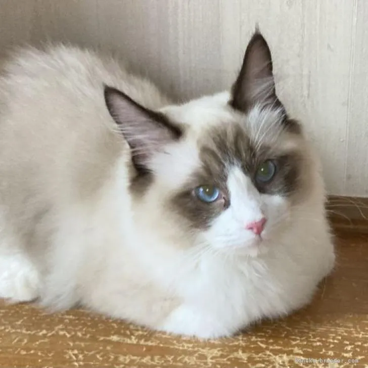 ID：2204-01204の子猫