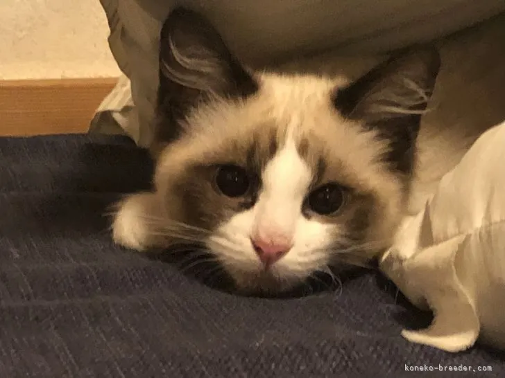 ID：2104-02088の子猫