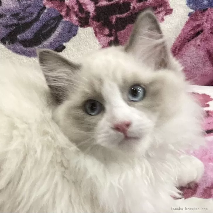 ID:2311-01939の子猫