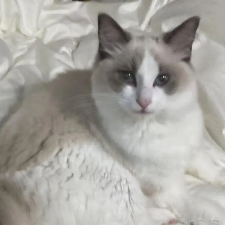 ID：2207-03267の子猫