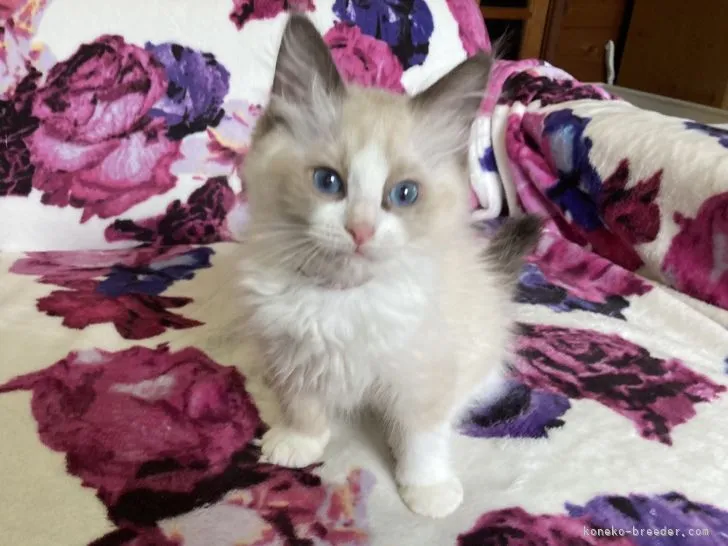 ID:2204-02485の子猫