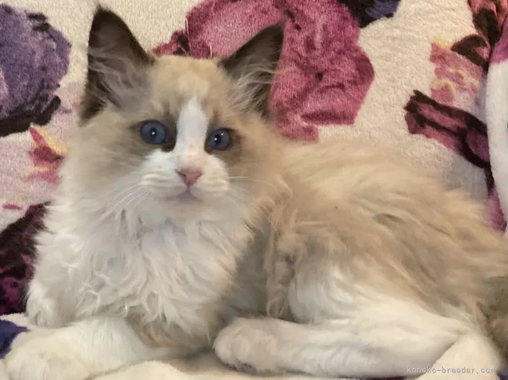 ID：2204-01202の子猫