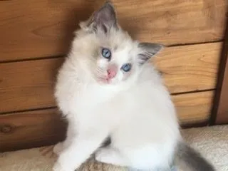 ID：2010-01513の子猫