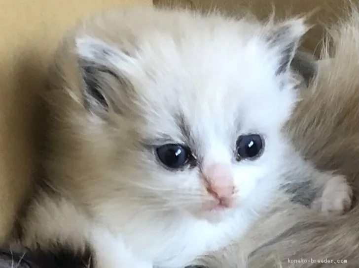 ID:2102-01201の子猫