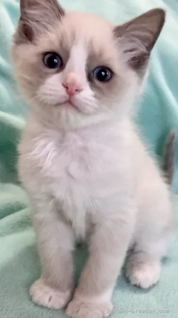 ID：2104-02092の子猫