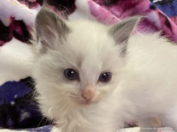 ID:2201-00353の子猫