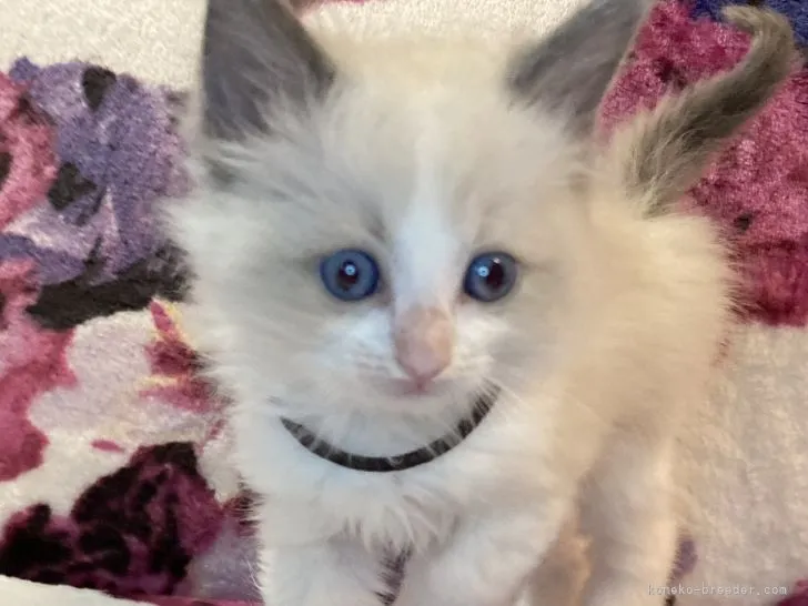 ID:2204-00270の子猫